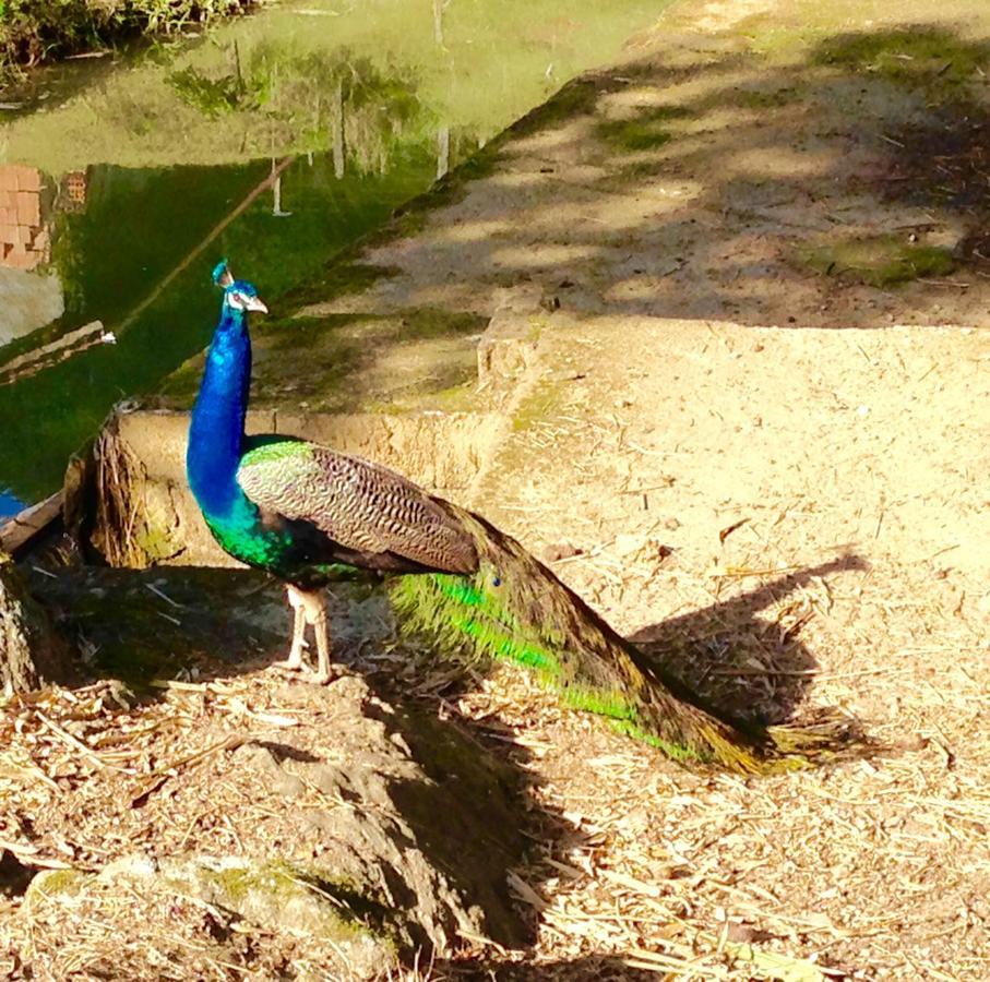 Casa De Campo,Sitio,Vale Europeu-Sc Rio dos Cedros Dış mekan fotoğraf